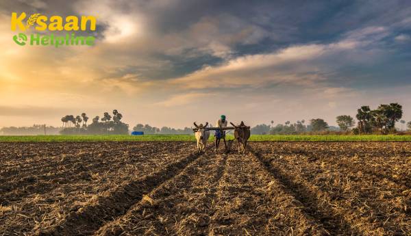 बारिश, बुवाई के आंकड़े और श्रम आंदोलन एक प्रारंभिक और भरपूर फसल की भविष्यवाणी करते हैं